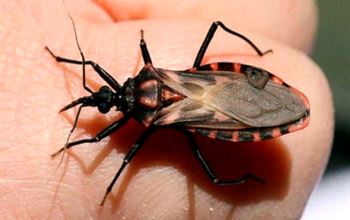 Oggi è la Giornata Internazionale della malattia di Chagas